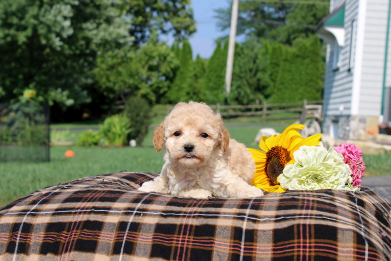 puppy, for, sale, Mini Goldendoodle F1, Matthew B. Stoltzfus, dog, breeder, Gap, PA, dog-breeder, puppy-for-sale, forsale, nearby, find, puppyfind, locator, puppylocator, aca